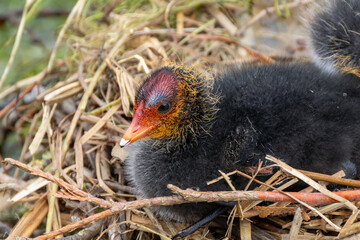 Close-Up of Eurasian Coot Chick in Nest