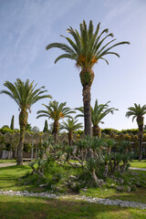 Obraz premium Palm trees on the Black Sea coast. Resort town of Pitsunda, Abkhazia