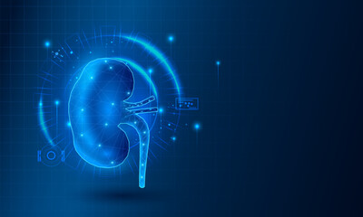 Healthcare and Medical education background of Human Kidney for Science Biology study