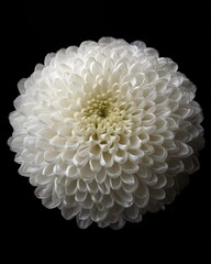 Elegant White Chrysanthemum Macro Shot on Black Background, Soft Lighting Highlighting Delicate Petals
