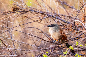Telephoto of a White-browed Coucal - Centropus superciliosus- hiding in the bushes in the Samburu National reserve in Kenya.