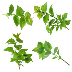 Branches with green leaves on white background, collage
