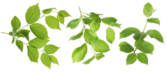 Branches with green leaves on white background, collage