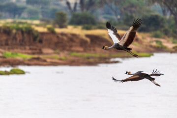Telephoto of two grey crowned cranes -Balearica regulorum- flying along the Ewaso Ngiro river in Samburu national reserve, Kenya