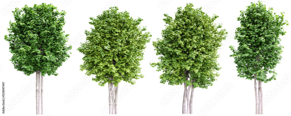 Poster green maple trees isolated on transparent background.3d rendering