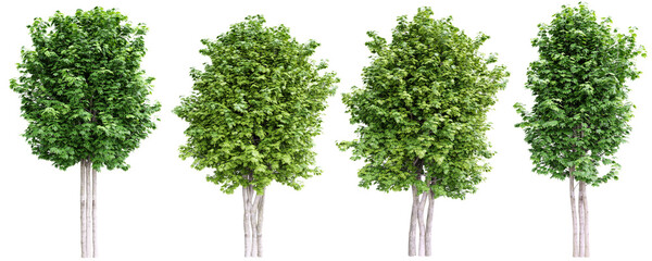 Green maple trees isolated on transparent background.3d rendering