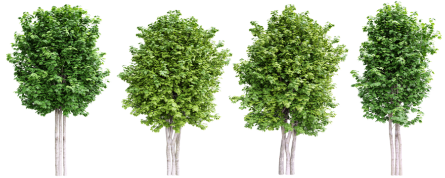 Green maple trees isolated on transparent background.3d rendering