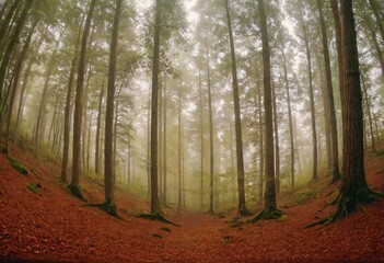 Misty Forest Canopy: Tall, slender trees rise towards a misty canopy, their trunks creating a natural path through a forest floor blanketed with fallen leaves. Ai generated image