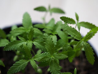 young cannabis plant sprouts close up
