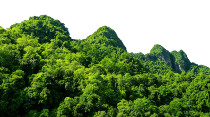 Rain forest mountain isolated