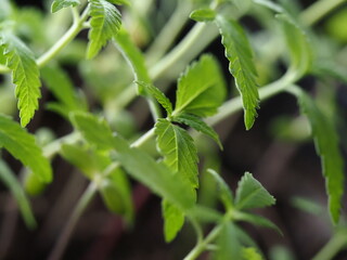 young cannabis plant sprouts close up