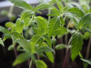 young cannabis plant sprouts close up