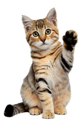 scottish fold cat isolated