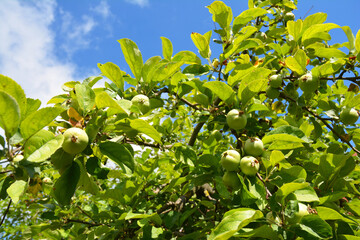 Unripe green apples on apple tree in summer