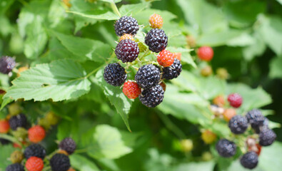 Cumberland Black Raspberry. Organic ripe cumberland black raspberry harvest in the garden.