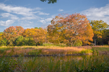 Fototapeta premium Showa Kinen Park in Tokyo's Tachikawa area is so large that it would take an entire day to explore it all. It is best known for its many flowers that bloom throughout the year