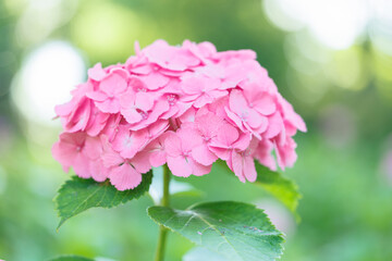 Pink Hydrangea in Sunlight with Sparkling Dew – Bright Summer Flower Close-Up
