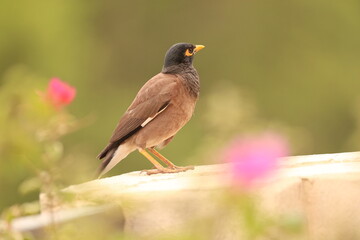 Mynah