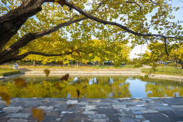 Showa Kinen Park in Tokyo's Tachikawa area is so large that it would take an entire day to explore it all. It is best known for its many flowers that bloom throughout the year
