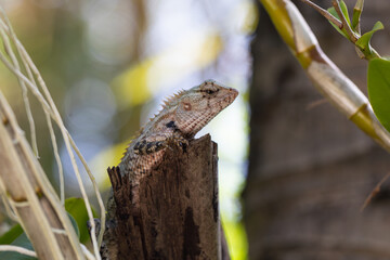 a lizard sits on a tree and basks in the sun, a wild lizard