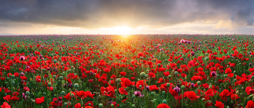 Purple poppy field at sunset with sun, rural landscpae