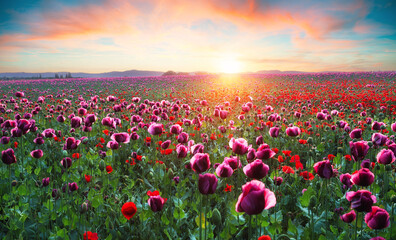 Purple poppy field at sunset with sun, rural landscpae