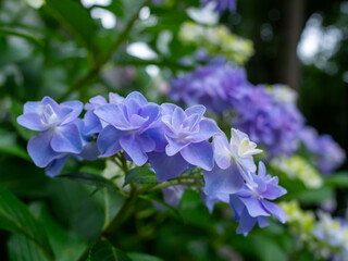 紫陽花のクローズアップ
