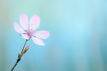 Obraz premium A delicate pink blossom whispers of spring renewal against a soothing light blue background shallow