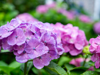 雨に濡れた紫陽花