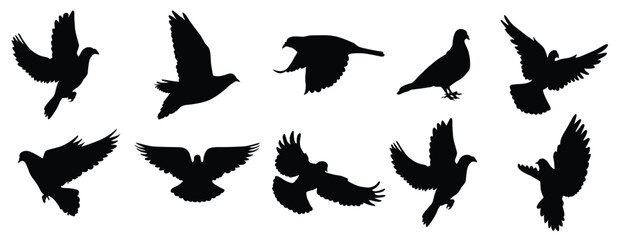  set dove pigeon bird vector silhouettes.