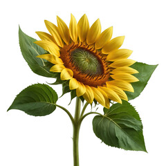 Vibrant sunflower bloom – high-resolution PNG cutout with green leaves on transparent background