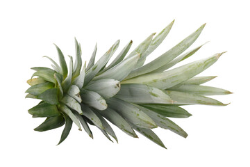 pineapple leaves isolated on a transparent background