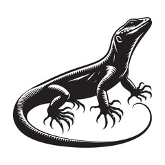 lizard on white background