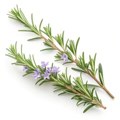 rosemary branches isolated on white-.