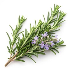 bunch of fresh rosemary.