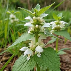 flowering white dead nettle plant.
