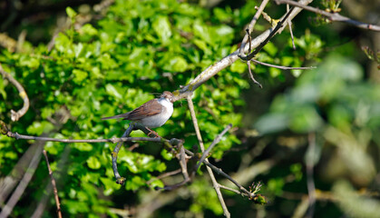 Common whitethroat nest building