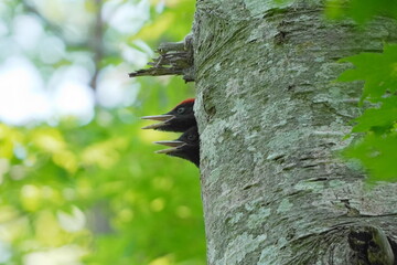 巣穴から顔を出すクマゲラの幼鳥