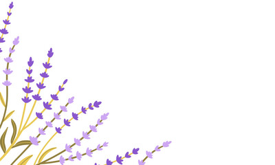 Fototapeta premium Frame of fresh flowers of purple lavender on white background. Hand drawn vector flat illustration . Perfect for decorative greeting or invitation card, logo or wedding design .