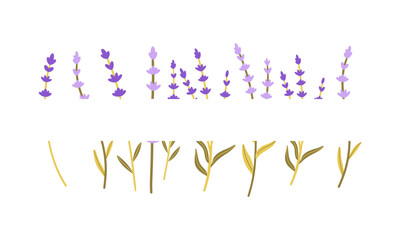 Frame of fresh flowers of purple lavender on white background. Hand drawn vector flat illustration . Perfect for decorative greeting or invitation card, logo or wedding design .