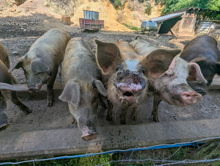 Bando de porcos alegres a usufruir do ar livre em meio a um lamaçal numa fazenda rural