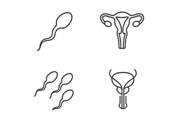 Illustration displaying human reproductive cells and organs with clear line art representation