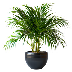 Obraz premium Lush green potted palm plant in a dark grey pot on a black background