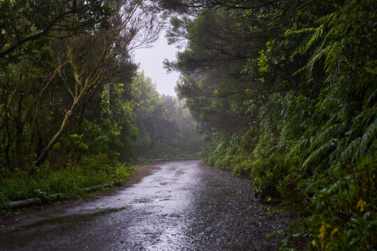 Fototapeta Wet trail through Anaga laurisilva