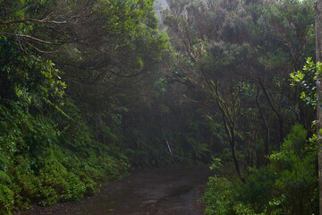 Wet trail through Anaga laurisilva