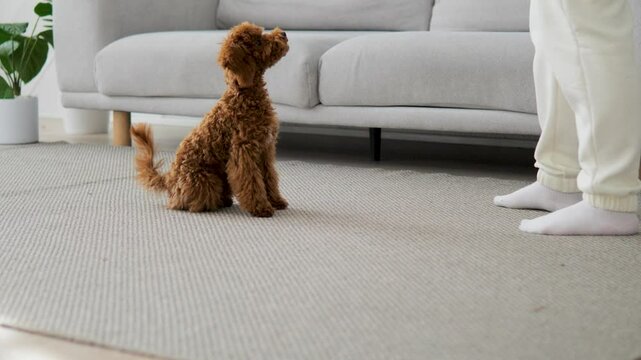 Small fluffy poodle playing with delight on soft carpet in room, following various commands of owner. Dog falls on its back in playing. Active, joyful playing strengthens bond between pet and owner. 