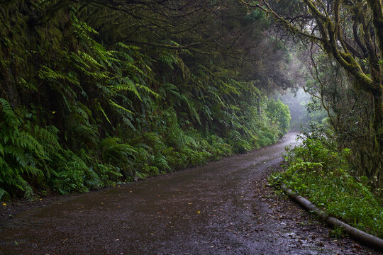 Fototapeta Wet trail through Anaga laurisilva