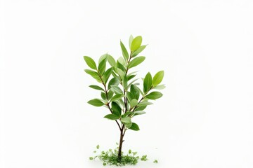 Fototapeta premium Isolated single tree greenery botanical