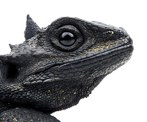 Fototapeta premium Close-up profile view of a black spiny lizard head, showcasing intricate scales and large eyes.