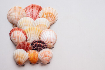 Set of seashells of red, orange color and different sizes. Seashells are lined up on a white...